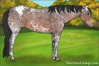 Horse Color:Bay Ice Sabino Appaloosa 