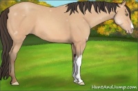 Horse Color:Amber Champagne 
