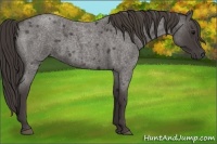 Horse Color:Smoky Blue Roan 