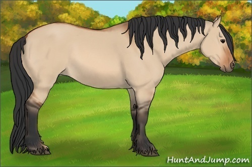 Horse Color:Bay Dun