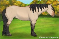 Horse Color:Bay Dun
