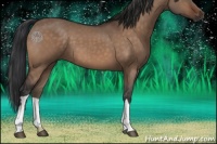 Horse Color:Brown Dun 