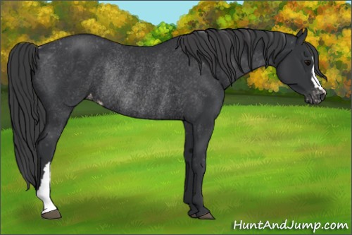 Horse Color:Black Appaloosa Rabicano 