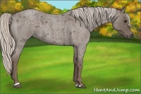 Horse Color:Silver Blue Roan Sabino 