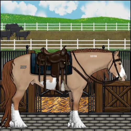 Horse Color:Red Dun Frame Appaloosa 