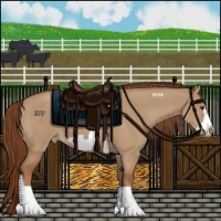 Horse Color:Red Dun Frame Appaloosa 