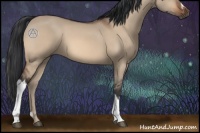 Horse Color:Bay Dun 