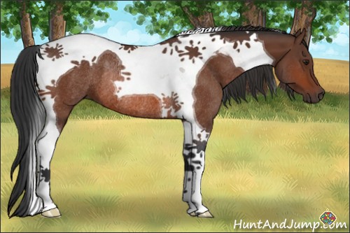 Horse Color:Brown Tobiano Rabicano