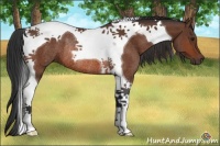 Horse Color:Brown Tobiano Rabicano 