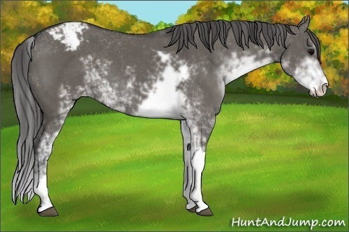 Horse Color:Grullo Sabino Appaloosa 