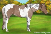 Horse Color:Chestnut Tobiano Varnish