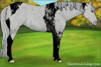 Horse Color:ERROR: UNKNOWN ANOMALY