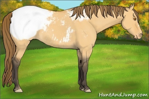 Horse Color:Buckskin Dun Appaloosa 