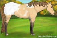 Horse Color:Buckskin Dun Appaloosa 