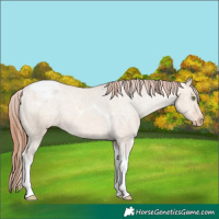 Horse Color:Amber Champagne Dun Tobiano Appaloosa 