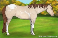 Horse Color:Amber Champagne Dun Tobiano Appaloosa