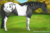 Horse Color:Black Tobiano Blanket