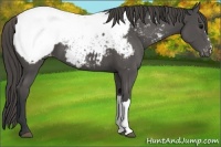 Horse Color:Grullo Snowcap 