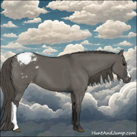 Horse Color:Grullo Appaloosa 