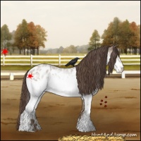 Horse Color:White Spotted Classic Champagne Roan Appaloosa 
