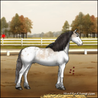 Horse Color:White Spotted Bay Dun Appaloosa 