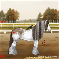 Horse Color:White Spotted Liver Red Dun
