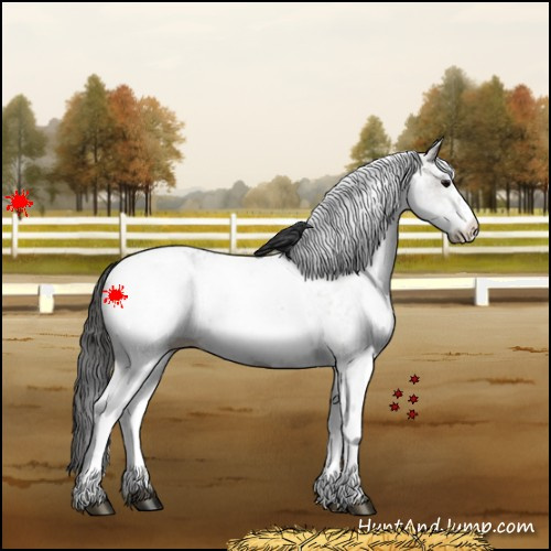 Horse Color:White Spotted Grullo Blanket