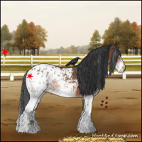 Horse Color:White Spotted Bay Appaloosa 