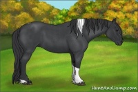 Horse Color:Blue Roan Tobiano 