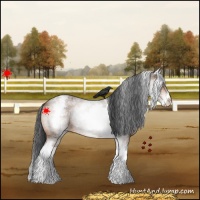 Horse Color:White Spotted Bay Roan