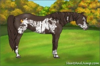Horse Color:Liver Chestnut  and Liver Chestnut Frame 