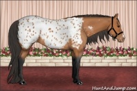 Horse Color:Bay Appaloosa 