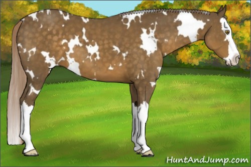 Horse Color:White Spotted Chocolate Palomino Splash