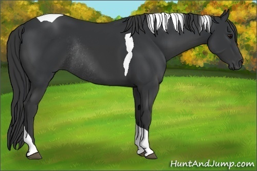 Horse Color:Black Tobiano Rabicano