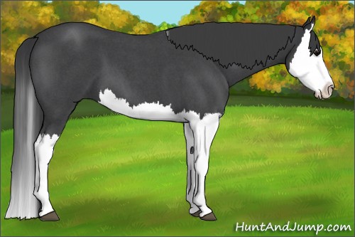 Horse Color:Blue Roan Splash 