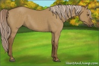 Horse Color:Chocolate Palomino Dun 