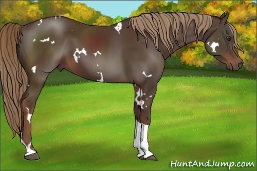 Horse Color:White Spotted Liver Chestnut Tobiano Rabicano 