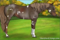 Horse Color:White Spotted Liver Chestnut Tobiano Rabicano 