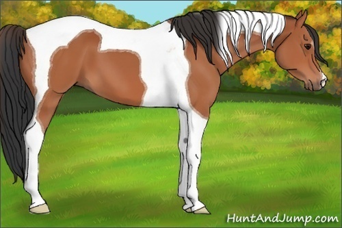 Horse Color:Bay Tobiano 