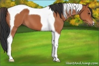 Horse Color:Bay Tobiano 