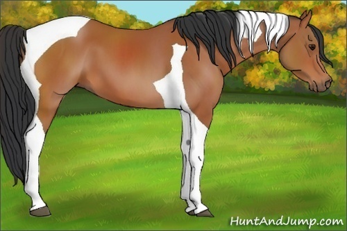 Horse Color:Bay Tobiano 