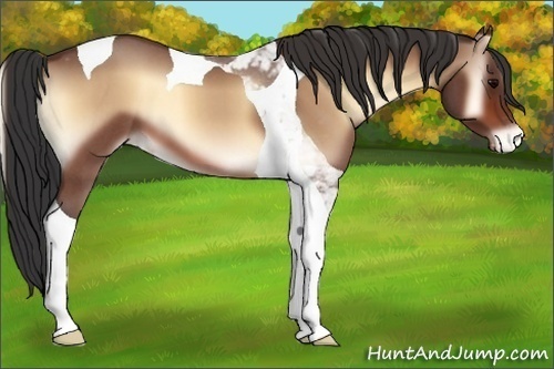 Horse Color:Brown Roan Onyx Tobiano Appaloosa 