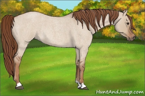 Horse Color:Red Dun Roan Rabicano 