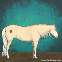 Horse Color:Palomino Dun Splash