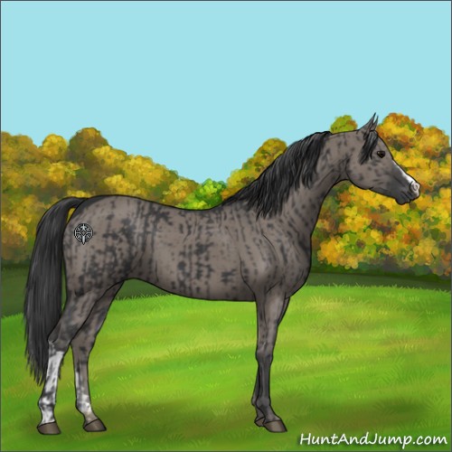 Horse Color:Black and Grullo