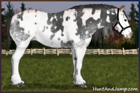 Horse Color:White Spotted Blue Roan Rabicano  and White Spotted Bay Roan Rabicano 