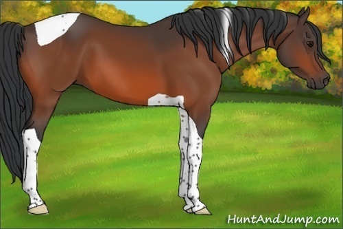 Horse Color:Bay Sabino Tobiano 