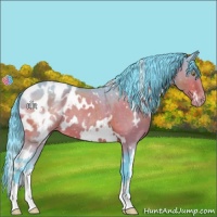 Horse Color:Watercolor White Spotted Brown Appaloosa 