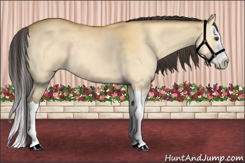 Horse Color:Buckskin Dun Splash 