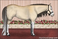 Horse Color:Buckskin Dun Splash 